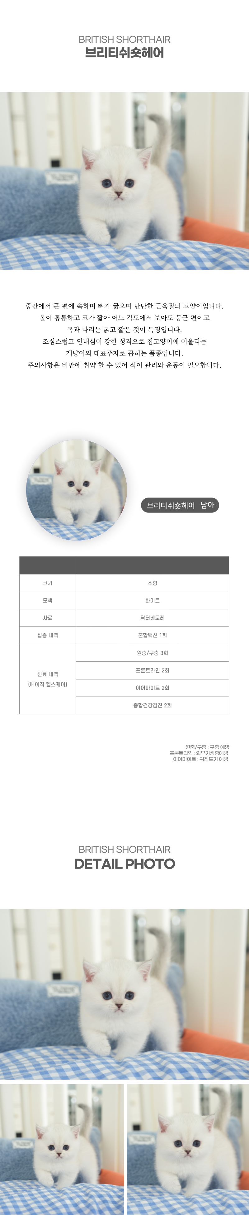 브리티쉬숏헤어_상세이미지_2