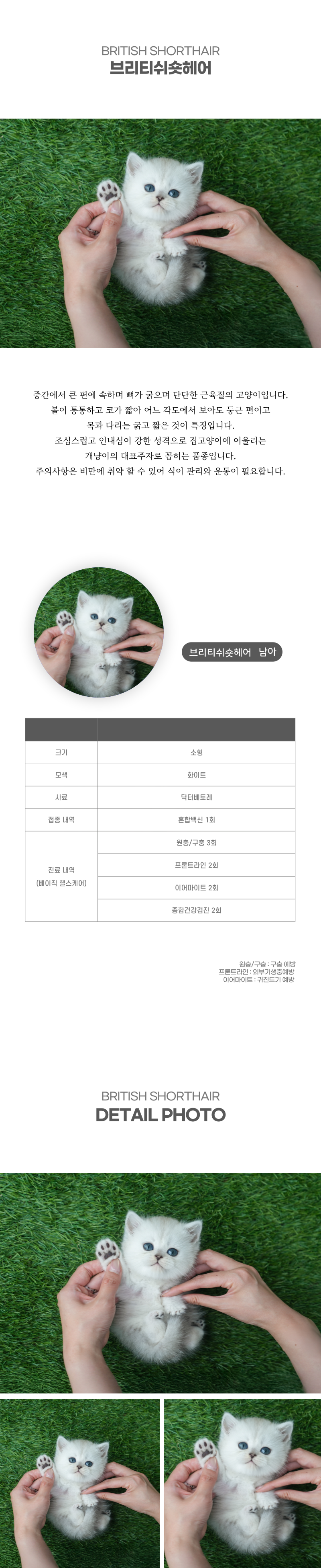 브리티쉬숏헤어_상세이미지_2