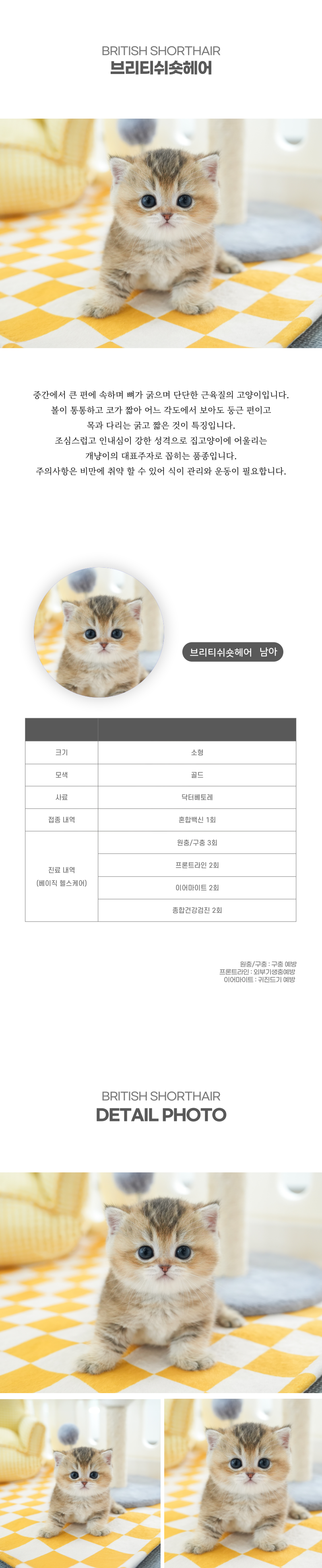 브리티쉬숏헤어_상세이미지_2