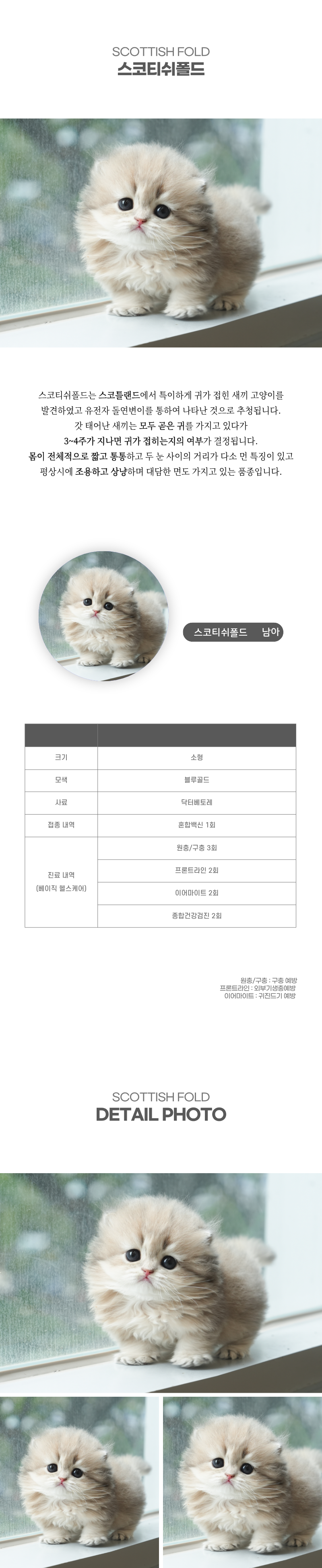 스코티쉬폴드_상세이미지_2