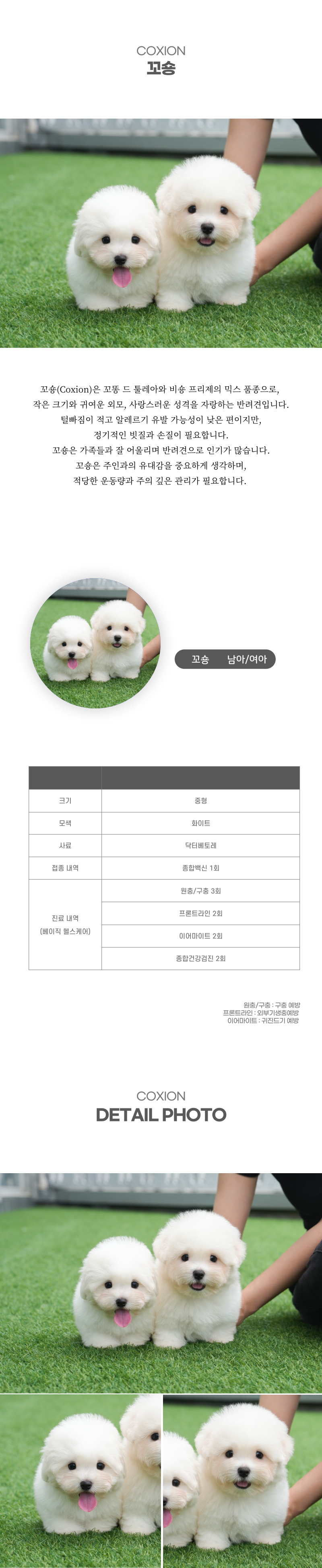 꼬숑_상세이미지_2