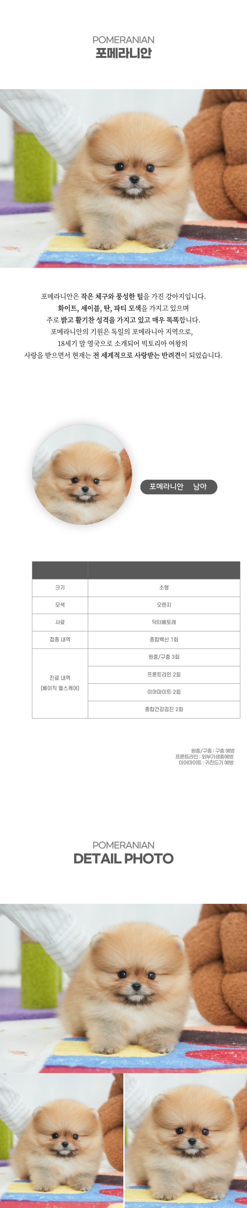 포메라니안_상세이미지_2