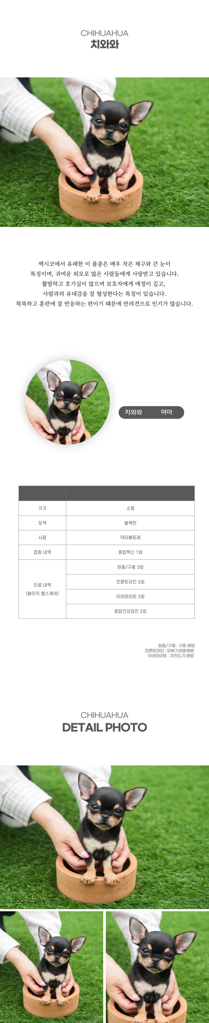치와와_상세이미지_2