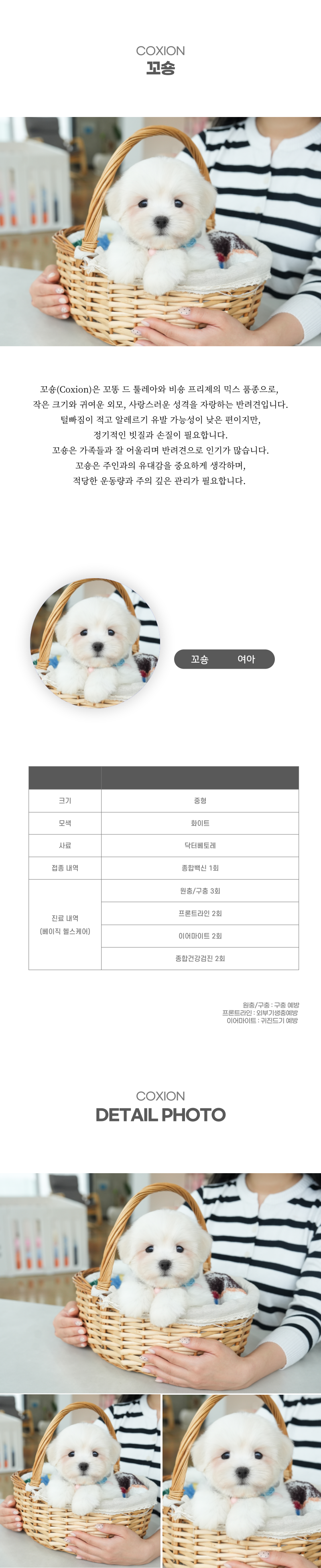 꼬숑_상세이미지_2