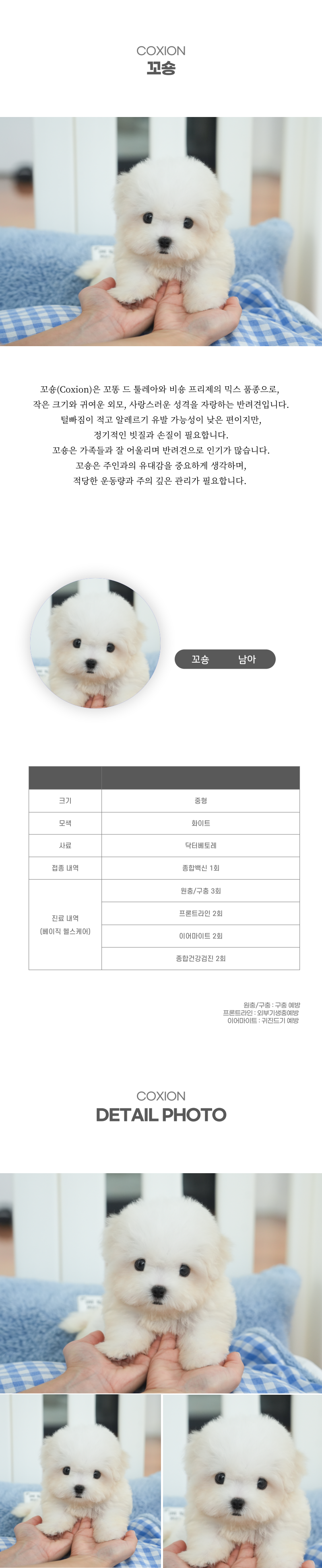 꼬숑_상세이미지_2