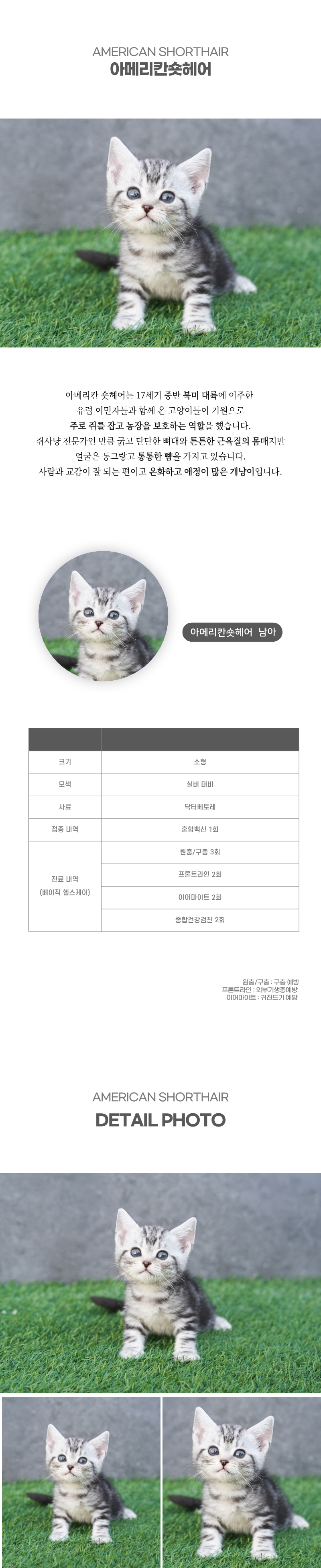 아메리칸숏헤어_상세이미지_2