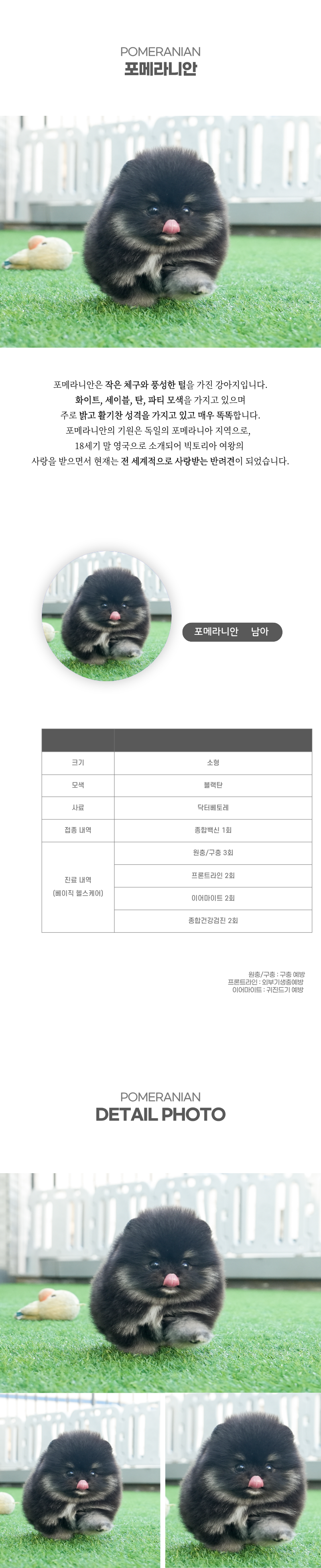 포메라니안_상세이미지_2