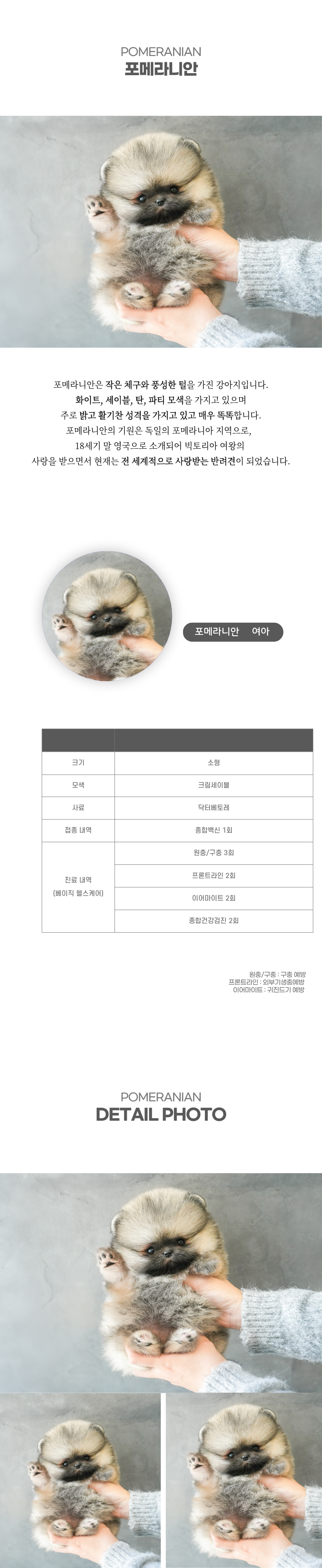 포메라니안_상세이미지_2