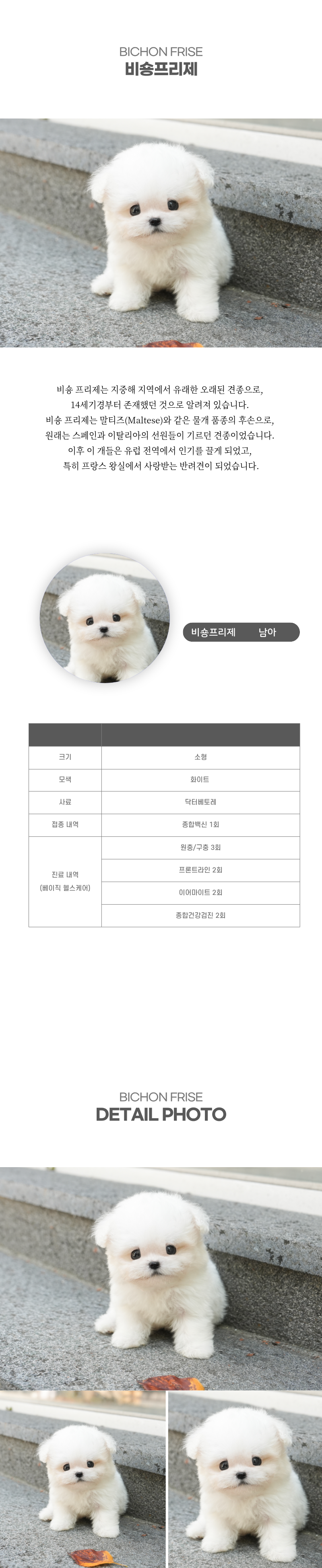 미니비숑_상세이미지_2
