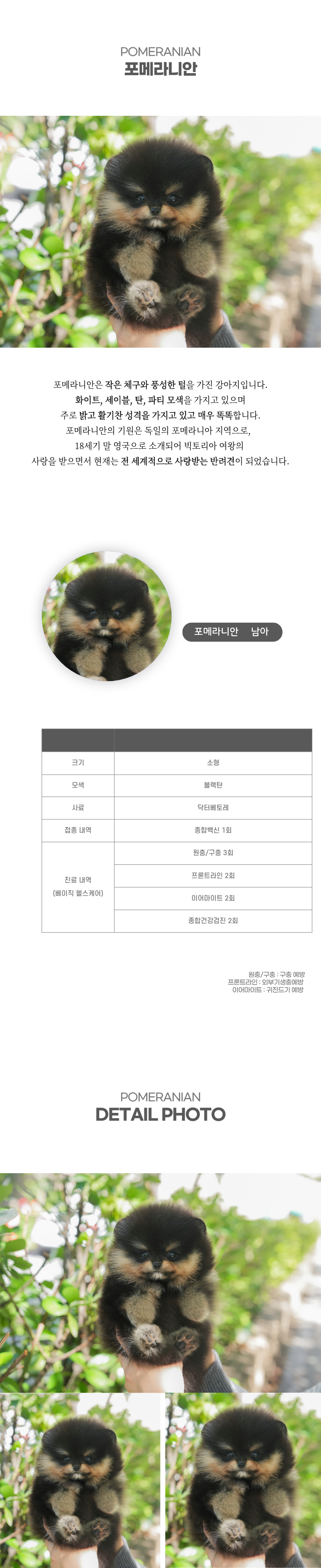 포메라니안_상세이미지_2