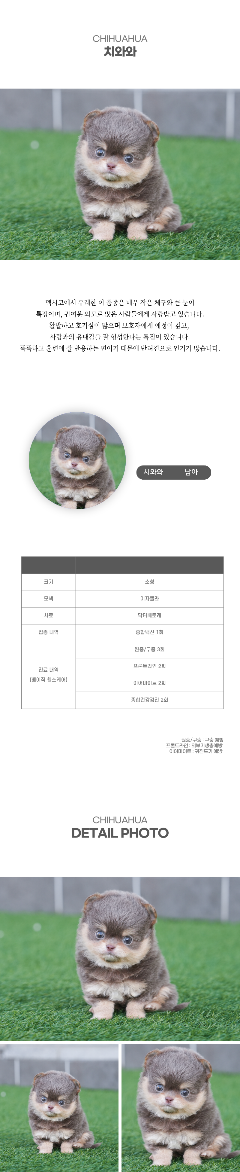 치와와_상세이미지_2