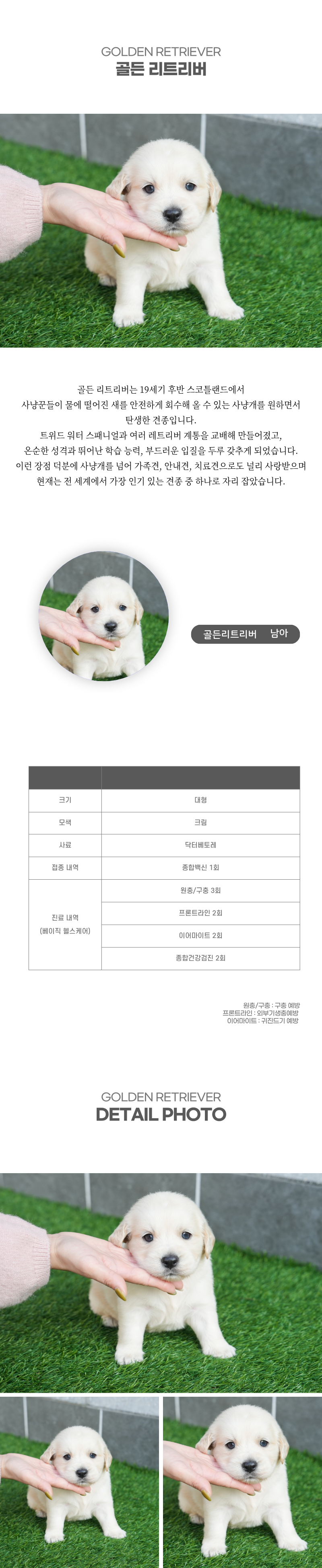 골든리트리버_상세이미지_2