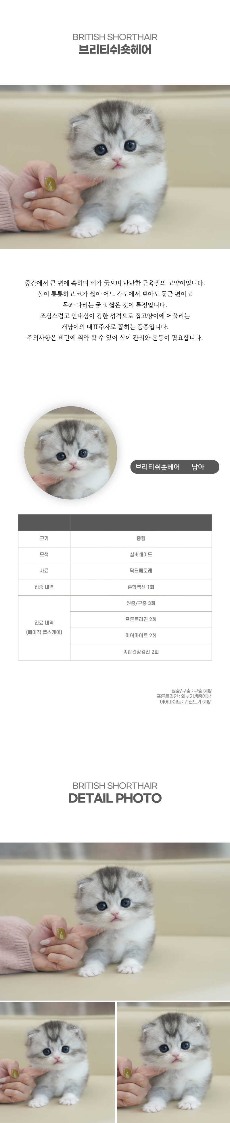 브리티쉬숏헤어_상세이미지_2