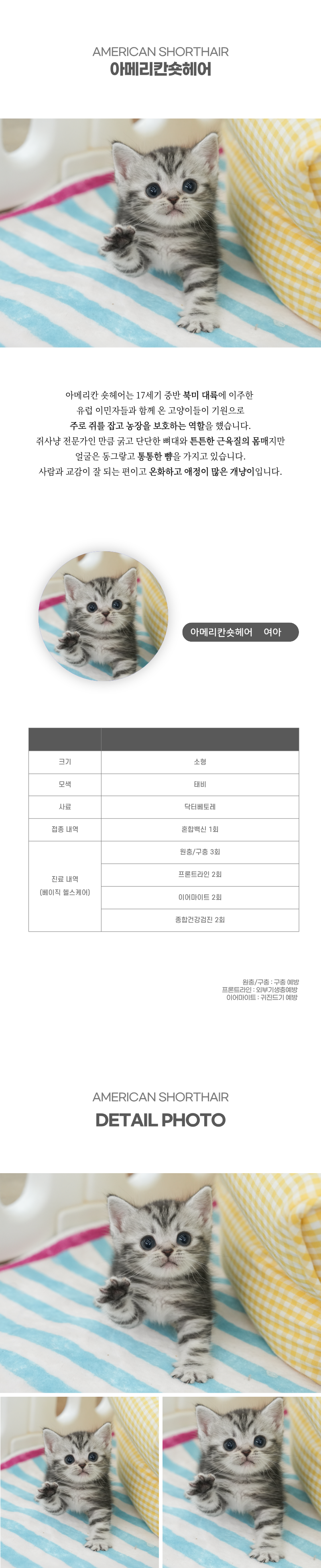 아메리칸숏헤어_상세이미지_2