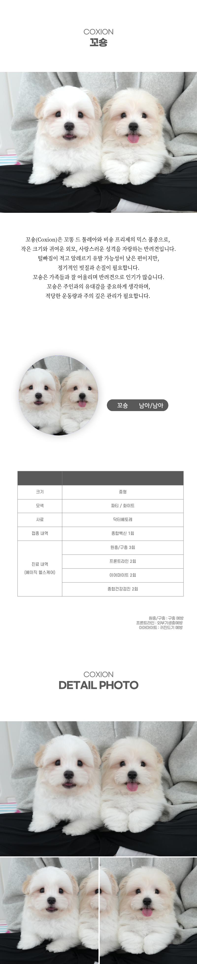 꼬숑_상세이미지_2