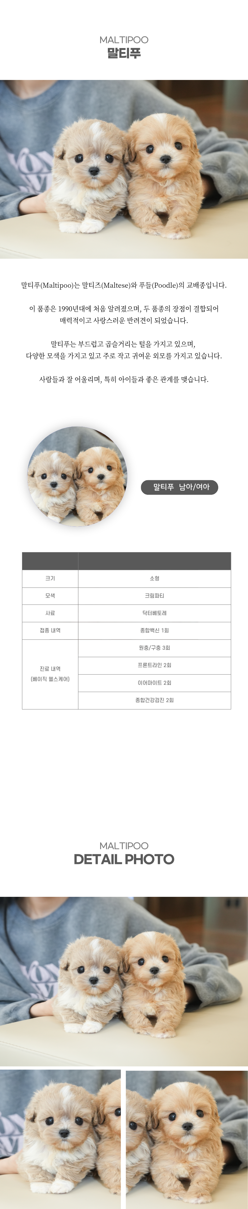 말티푸_상세이미지_2