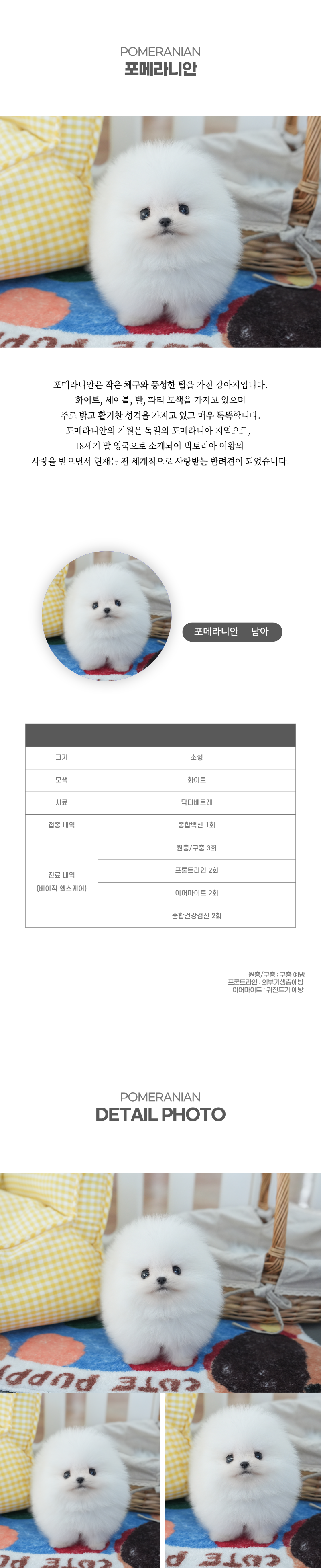 포메라니안_상세이미지_2