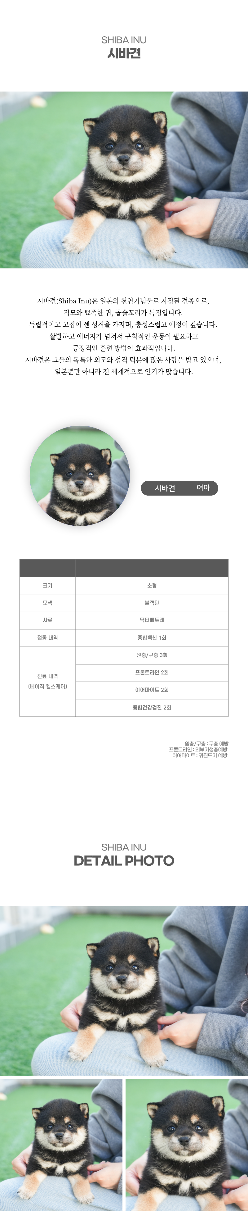 시바견_상세이미지_2