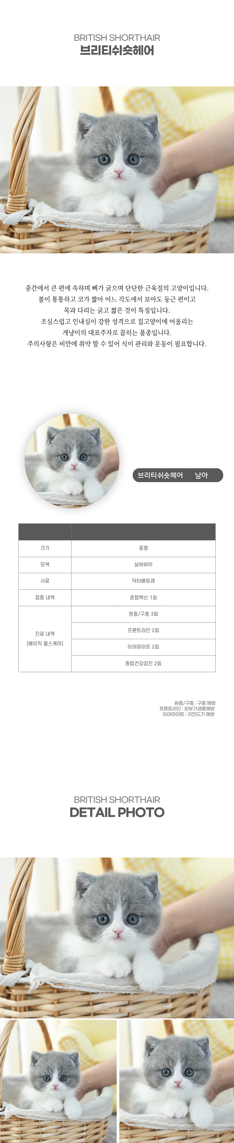 브리티쉬숏헤어_상세이미지_2
