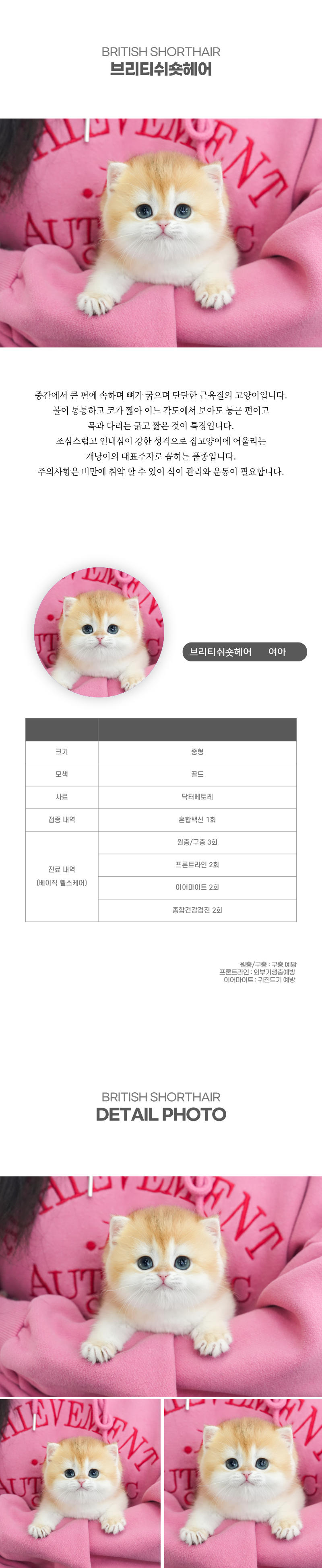 브리티쉬숏헤어_상세이미지_2