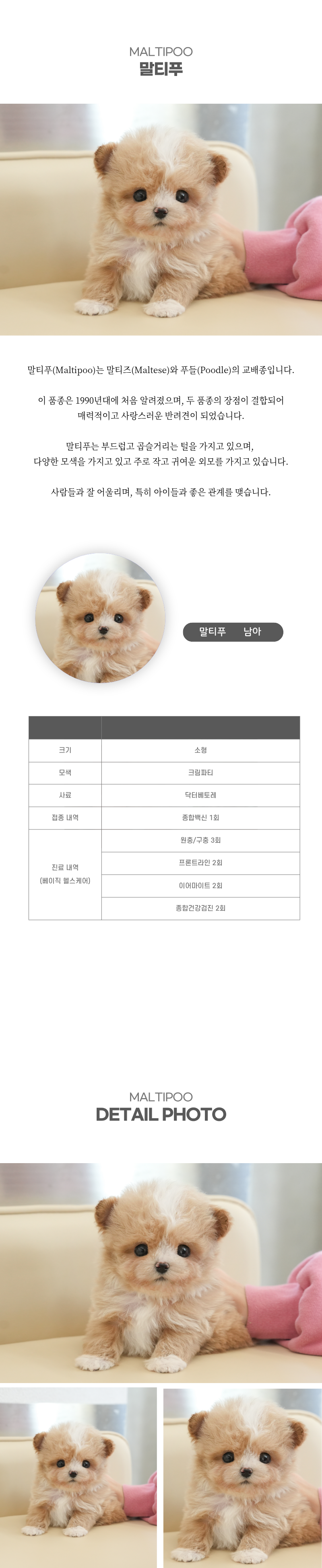 말티푸_상세이미지_2