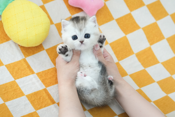 브숏_여아_코튼캣_582420 복사.jpg