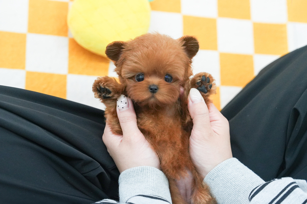 말티푸_여아_치와와둥지_710233 복사.jpg