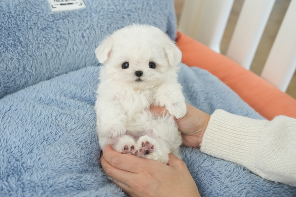 미니비숑_남아_에이스켄넬_130320 복사.jpg