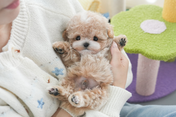 말티푸_남아_화이트_710233 복사.jpg
