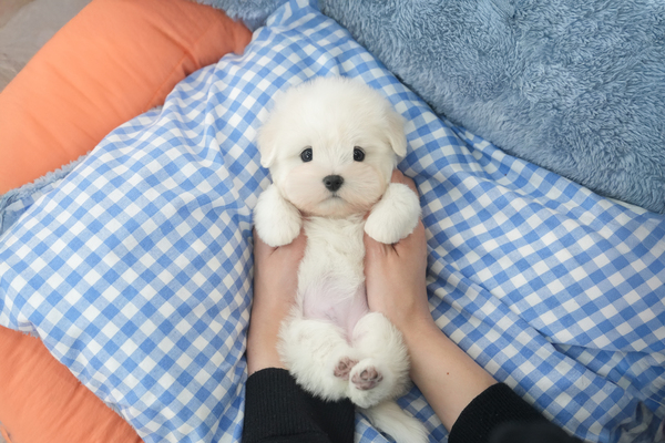 꼬숑_여아_도담도담켄넬_850150.jpg