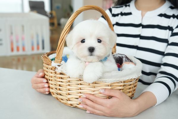 꼬숑_여아_도담도담켄넬_060360 복사.jpg