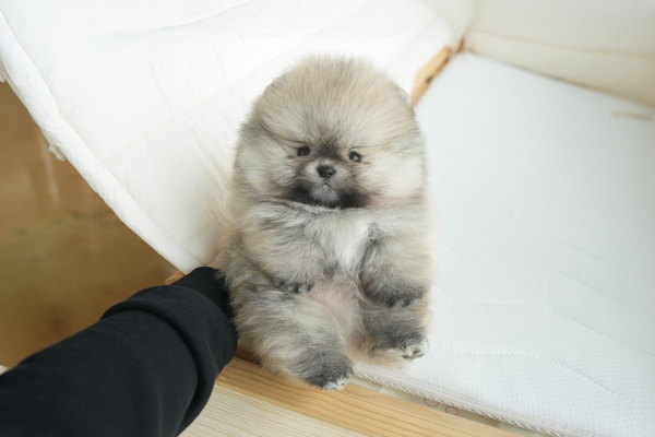 포메_남아_짱구_240355.jpg