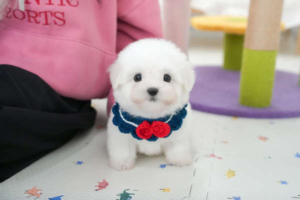 꼬숑_여아_토이켄넬_790245 복사 35.jpg