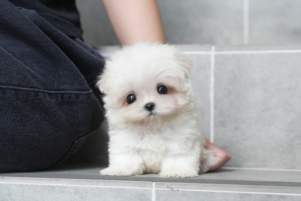 말티푸_여아_허영원_790227 복사.jpg