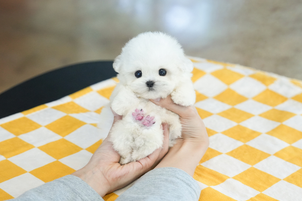 미니비숑_남아_효성_550265_30.jpg
