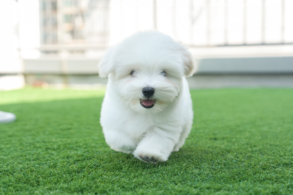 꼬똥_남아_화이트헤븐_1303190 복사.jpg