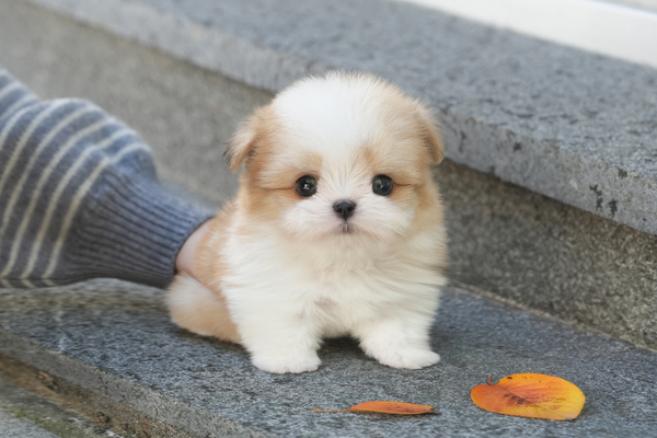 말티폼_남아_강아지나라_710255 복사 저나.jpg