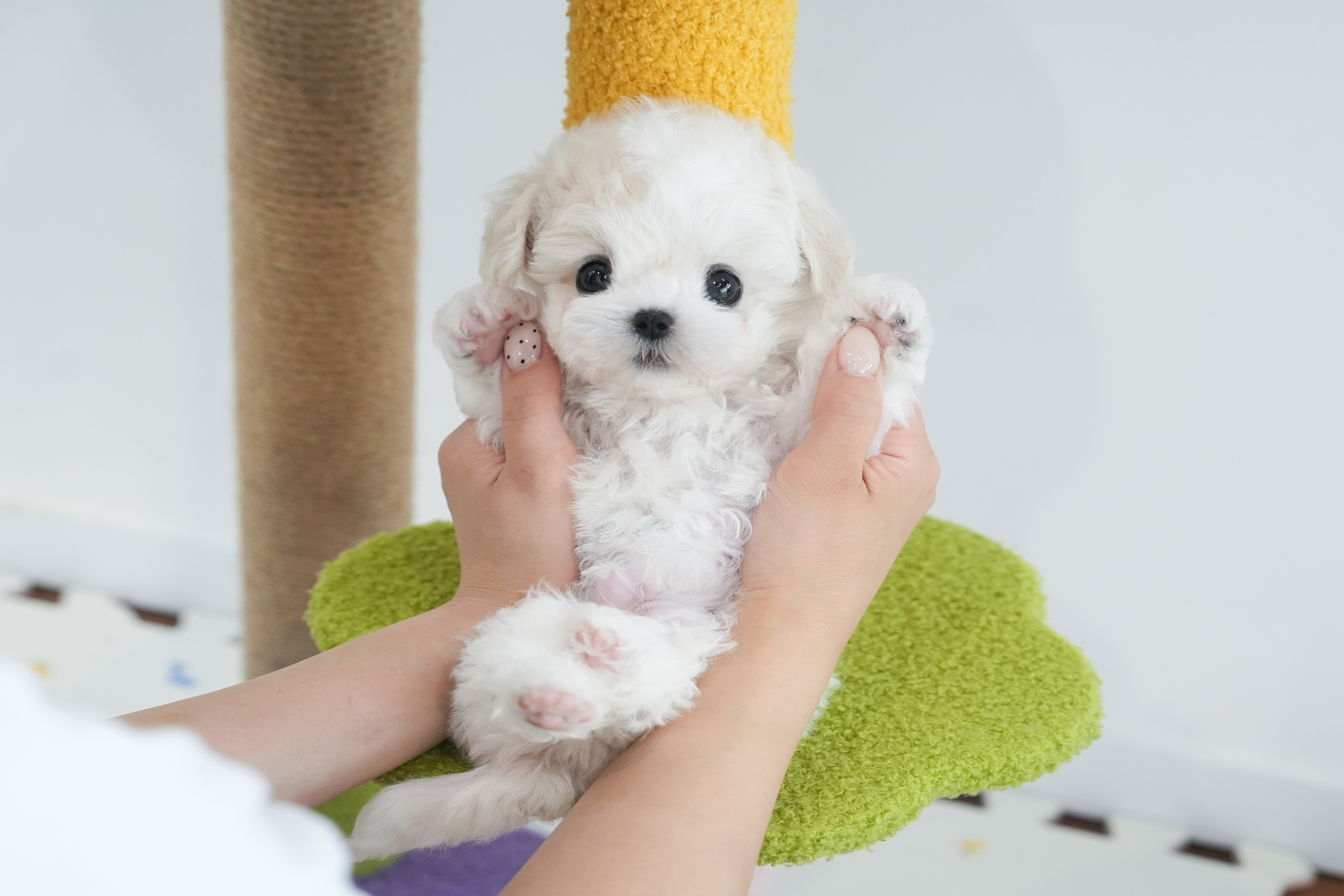 미니비숑_남아_도도애견_630226 복사.jpg