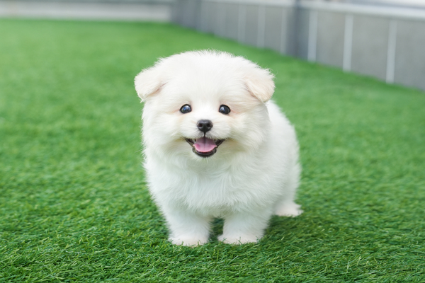 꼬숑_여아_빅골든하우스_710215 복사.jpg