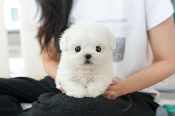 미니비숑_남아_뽀야_290423 복사.jpg