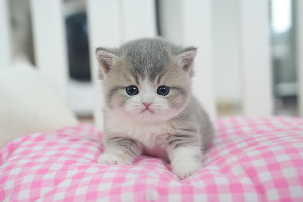 브숏_여아_더블원_390730.jpg
