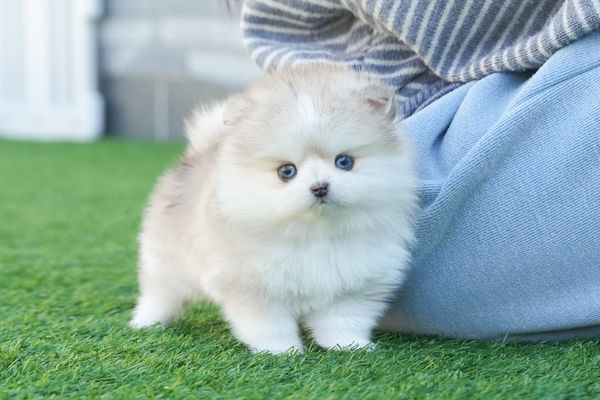 폼스키_남아_김형섭_130347 복사  저나.jpg