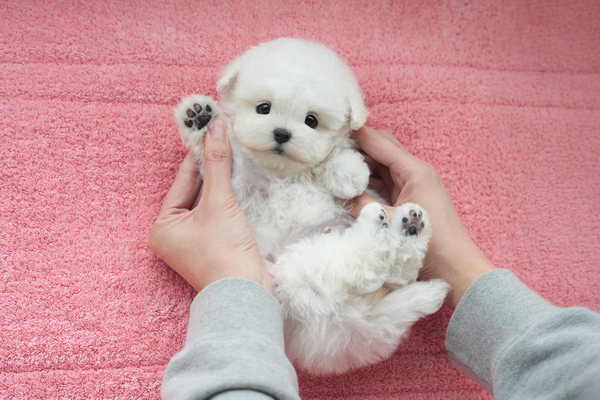미니비숑_남아_혜민스타젠_740434_35.jpg