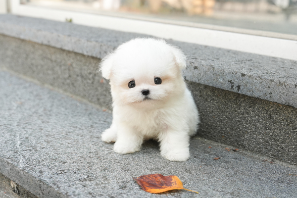 미니비숑_남아_다온_720131 복사 15.jpg
