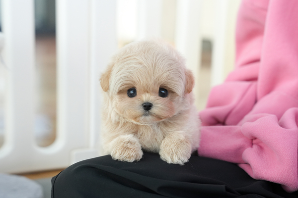 말티푸_남아_에이스켄넬_121370 복사 무료.jpg
